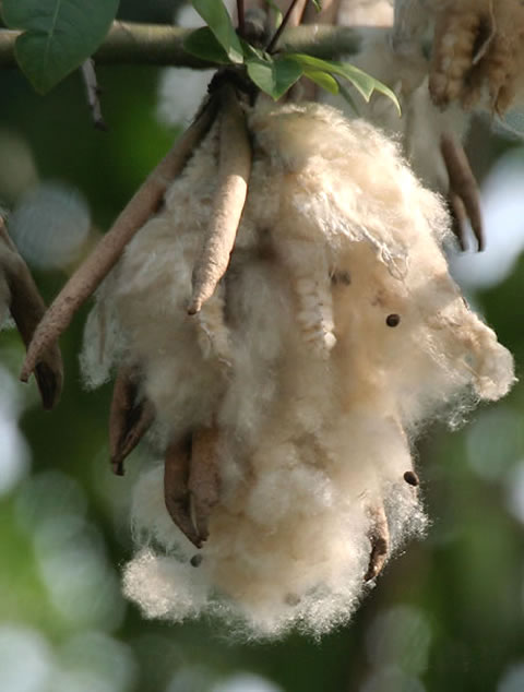 Kapok_wiki