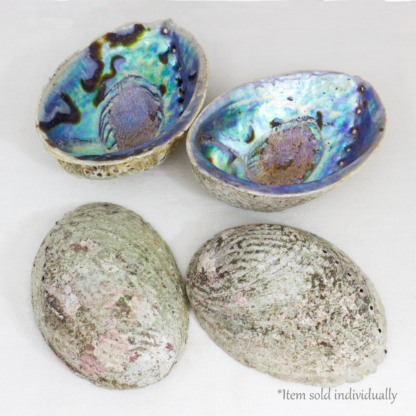 Abalone Shell