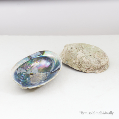 Abalone Shell